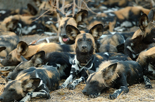 Illustration for article titled Wednesday Woof - Lycaon pictus Edition